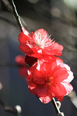 Şeftali çiçekleri. Bahar. Çiçek açan doğal arka plan