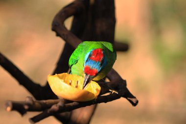 the Blue throated Barbet, the animal image
