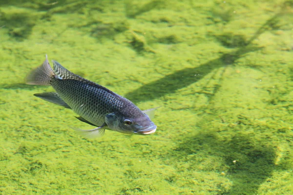 Freshwater fish carp , at the hong kong park
