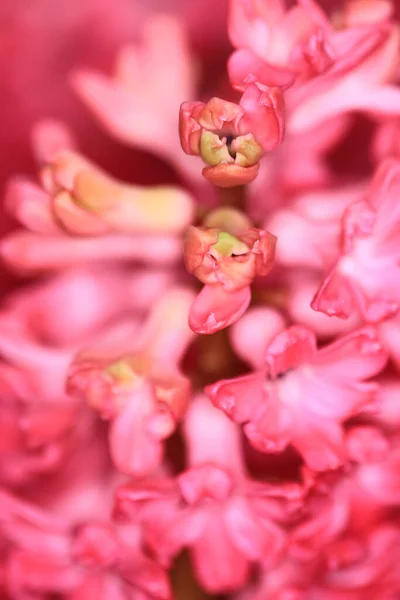 Snapdragon Flor Jardín Flor Sho —  Fotos de Stock