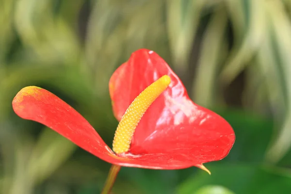 Anthurium Red Heart Shaped Flower Natur — ストック写真