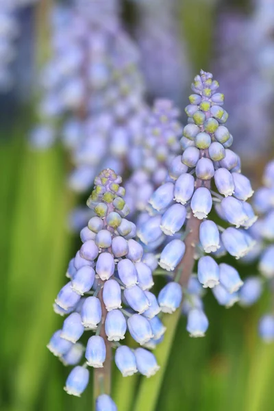 Purple Flowers Shallow Depth Field — Stock Photo, Image