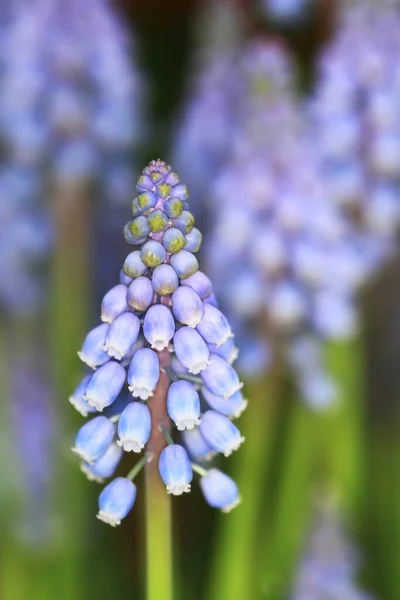 Flores Púrpuras Con Poca Profundidad Campo —  Fotos de Stock