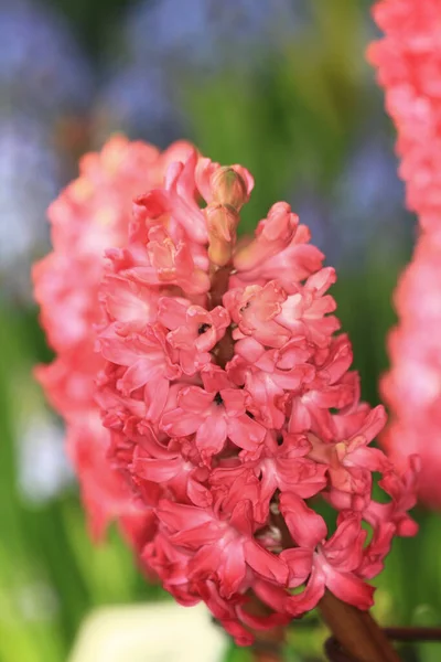 Snapdragon Blomma Trädgården Vid Blomma Sho — Stockfoto