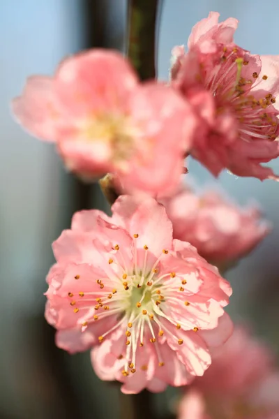 Peach Blossoms Spring Blooming Natural Background — Stock Photo, Image