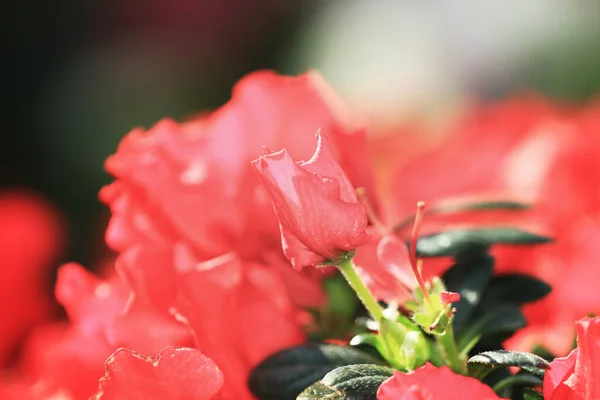 Plant Flower Bed Outdoor — Fotografia de Stock