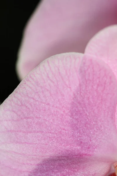 Bellissimo Fiore Orchidea Fioritura Bella Giardino Fiori — Foto Stock