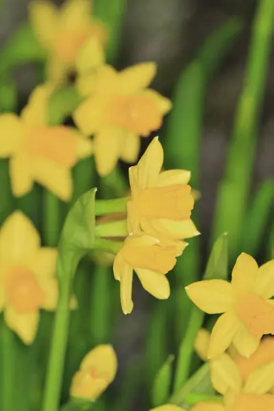 Daffodi Izolowane Tylnym Podłożu Natry — Zdjęcie stockowe