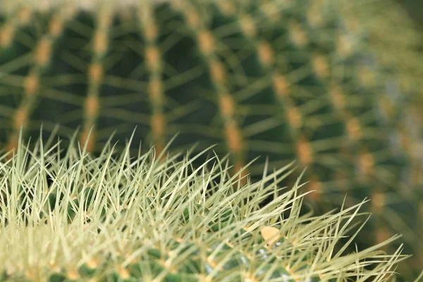 bir kaktüs doğa geri groun