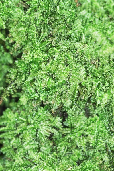 the nature image, the plant at nature