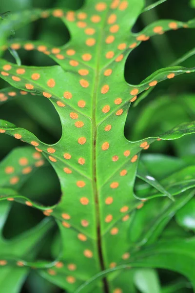 Nature Image Plant Nature — Stock Fotó