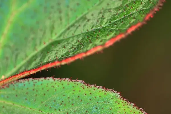 Nature Image Plant Nature —  Fotos de Stock