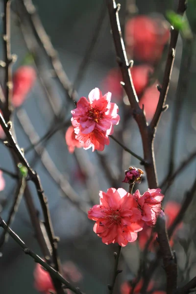 Kwitną Brzoskwinie Wiosną Kwitnące Naturalne Tło — Zdjęcie stockowe