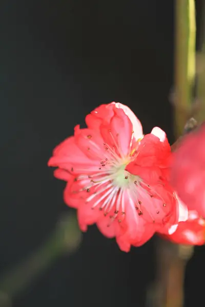 Pfirsichblüten Frühling Blühender Natürlicher Hintergrund — Stockfoto