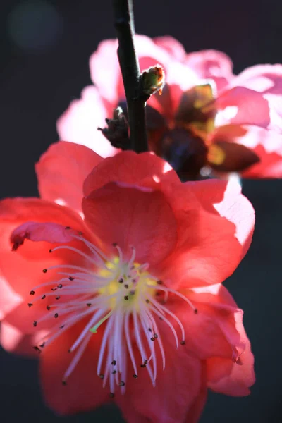 Persikoblommor Våren Blommande Naturlig Bakgrund — Stockfoto