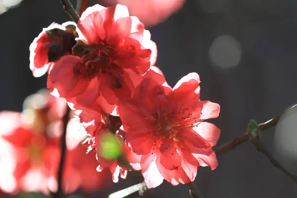 Peach Blossoms Spring Blooming Natural Background — Photo