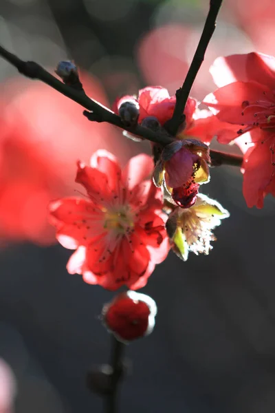 Peach Blossoms Spring Blooming Natural Background — Stock Photo, Image