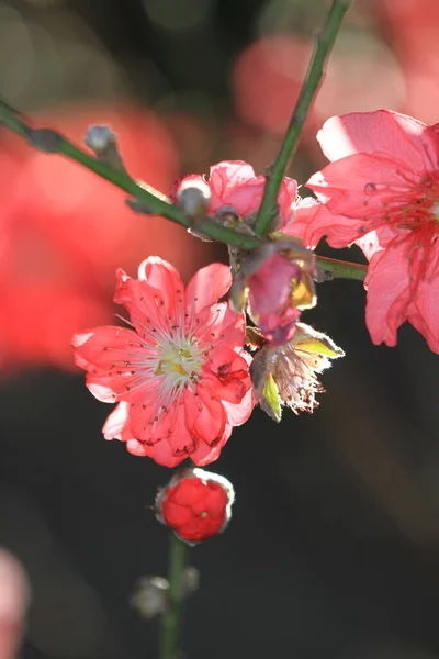 Peach Blossoms Spring Blooming Natural Background — Stok fotoğraf