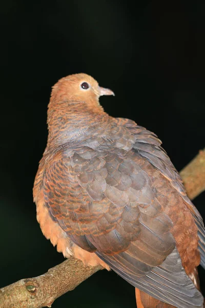 the Ruddy Cuckoo Dove , the animal bird image