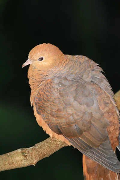 the Ruddy Cuckoo Dove , the animal bird image