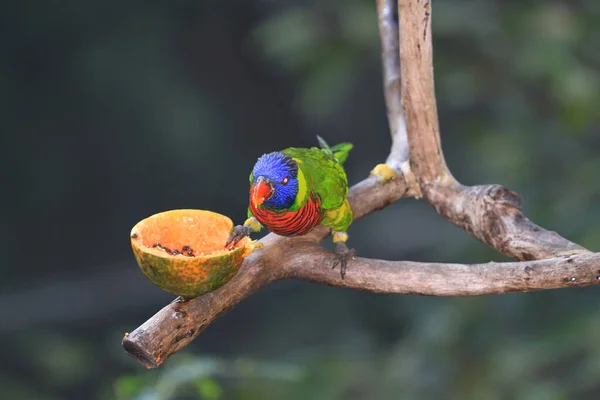 the Blue throated Barbet, the animal image