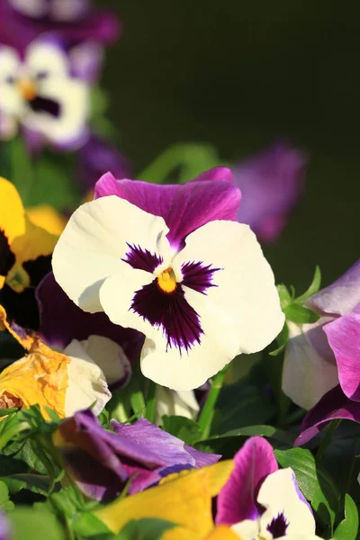 Tricolor Pansy Flower Plant Natural Back Ground — Stock Photo, Image