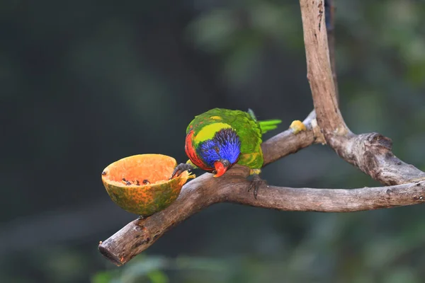 the Blue throated Barbet, the animal image