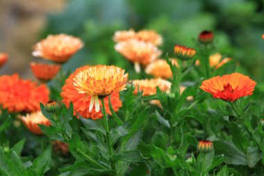 Zinnia flower with bright red petals just starting to open and bloom