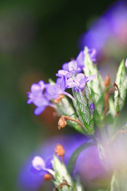 Blue flower with a dew drop. Beautiful blue nature background. Macro Shot of Magic Flowers.