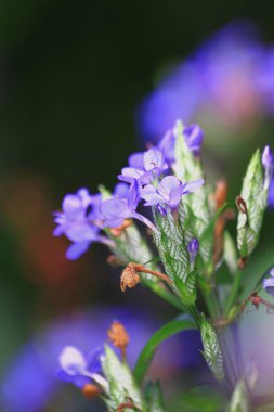 Blue flower with a dew drop. Beautiful blue nature background. Macro Shot of Magic Flowers.