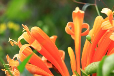 the bouquet of fresh and colorful flowers, the nature concept