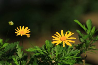 Sezon manzarasının arka planında papatya çiçekleri.