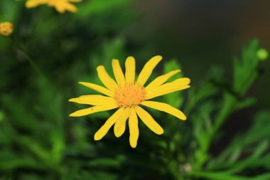 Sezon manzarasının arka planında papatya çiçekleri.