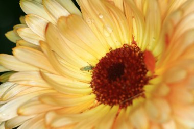 Sezon manzarasının arka planında papatya çiçekleri.