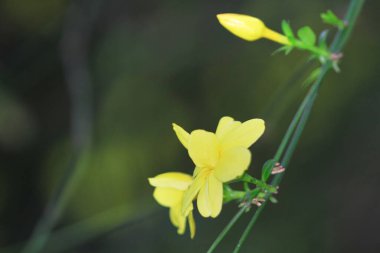 Bulanık arka planda sarı bahar çiçekleri. Bahar çiçekli ağaç
