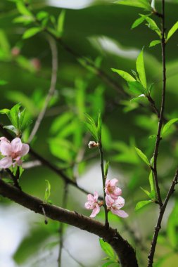 a Blooming pink flowers and peach trees in the orchard.