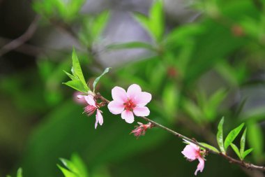 a Blooming pink flowers and peach trees in the orchard.