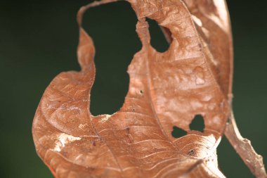 Close up of underside of orange leaf veins