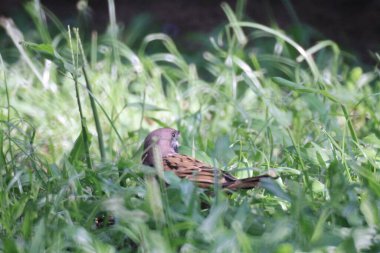 15 OCT 2011 the bird in grass, the animal concept