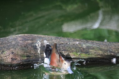 the ducklings in a living nature on the river