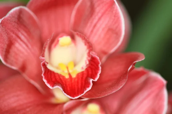 Fiore Del Orchid Bello Che Fiorisce Giardino Bello Del Fiore — Foto Stock
