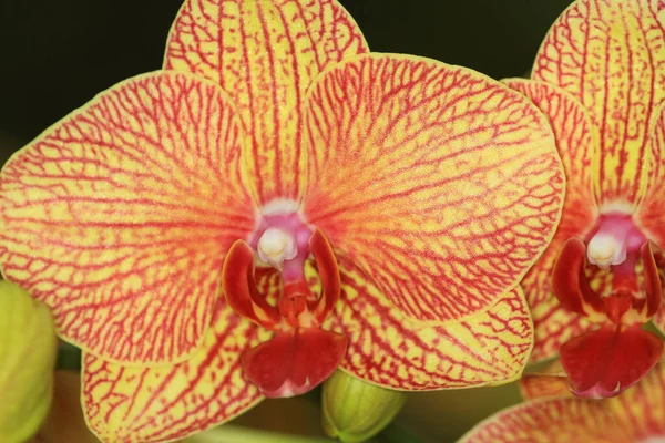 Hermosa Flor Orquídea Floreciendo Hermoso Jardín Flores —  Fotos de Stock