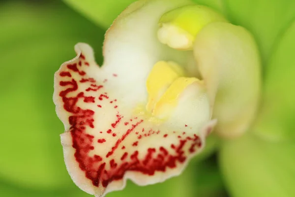 Hermosa Flor Orquídea Floreciendo Hermoso Jardín Flores —  Fotos de Stock