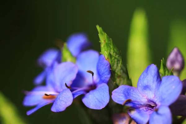 Μπλε Λουλούδι Σταγόνα Δροσιάς Όμορφο Μπλε Φόντο Της Φύσης — Φωτογραφία Αρχείου