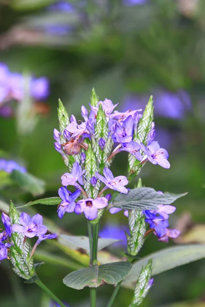 Blue Flower Dew Drop Beautiful Blue Nature Background — Stock Photo, Image