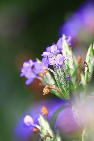 Blue Flower Dew Drop Beautiful Blue Nature Background Macro Shot — Stockfoto