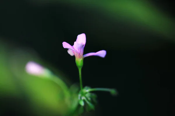 Bouquet Fresh Colorful Flowers Nature Concept — Foto de Stock