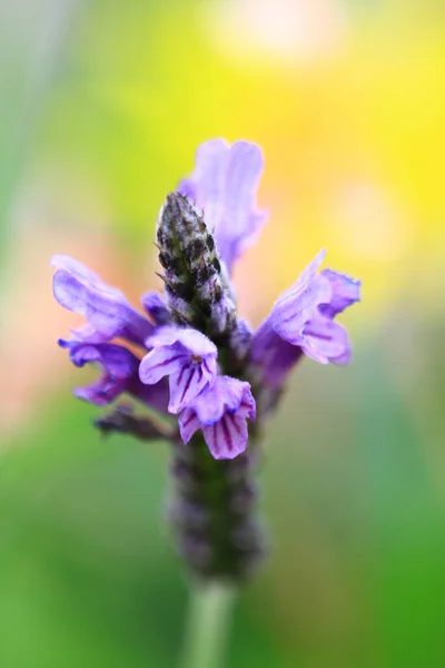 Bouquet Fresh Colorful Flowers Nature Concept —  Fotos de Stock