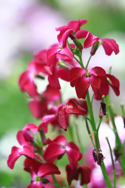 Bouquet Fresh Colorful Flowers Nature Concept — Stock Fotó