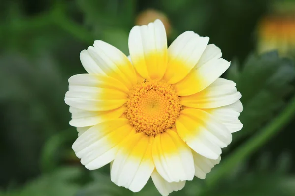 Gänseblümchenblümchen Hintergrund Der Saisonlandschaft — Stockfoto